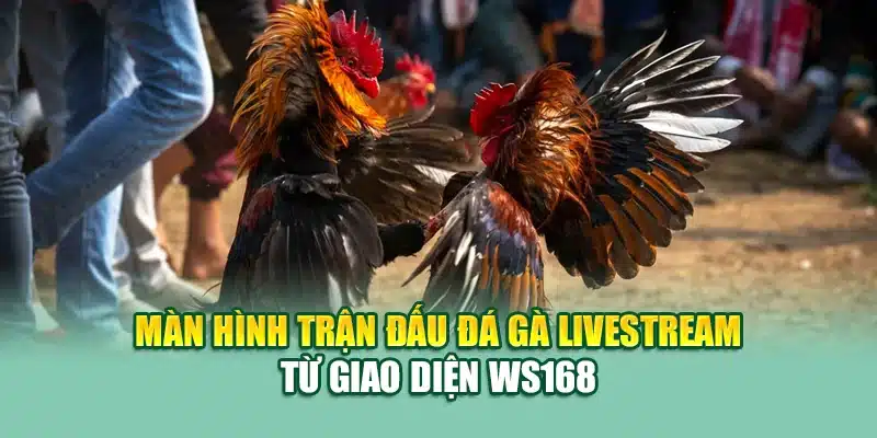 Màn hình trận đấu đá gà livestream từ giao diện WS168