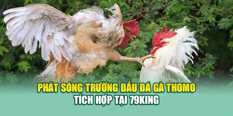 Đá Gà Thomo 79King – Trải Nghiệm Kịch Tính Từng Phút Giây 1 Phát sóng trường đấu đá gà Thomo tích hợp tại 79King